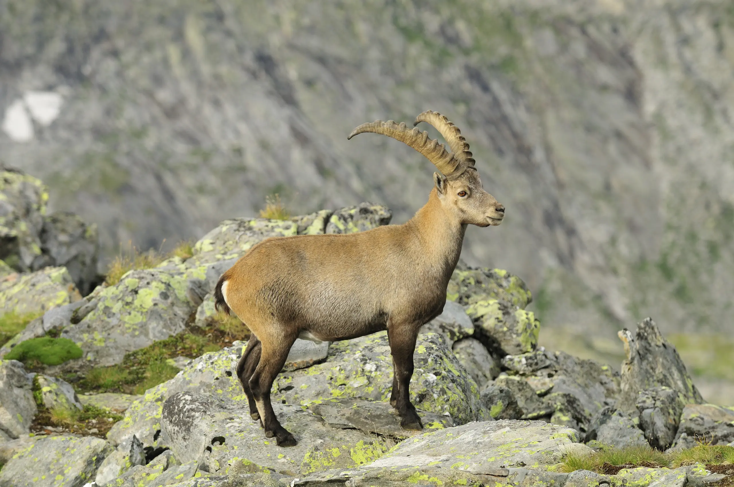 /service/gallery/Seinbock 2. tag_016.jpg